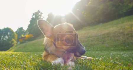 Photo for Adorable puppy dog chewing meaty treat while lying down on green grass. Cute mixed breed dog, illuminated by golden sunlight, enjoys in the garden with his snack. Young dog is busy chewing. - Royalty Free Image