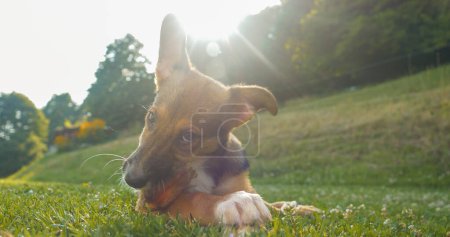 Photo for Cute dog with big ears is enjoying chewing his meaty treat in garden. Adorable mixed breed dog is lying down on green grass and enjoying with his snack. Sunlit young dog is busy chewing. - Royalty Free Image