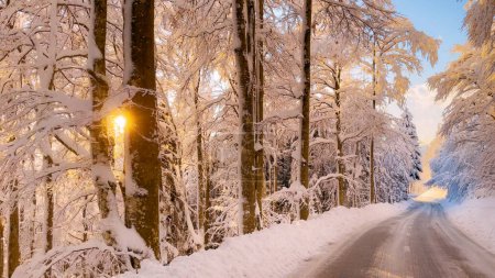 Téléchargez les photos : Winter sunbeams shining through lush forest trees freshly covered with snowfall. Wonderful winter day after snowstorm. Fairy-tale snowy forest while driving along winding plowed asphalt mountain road. - en image libre de droit