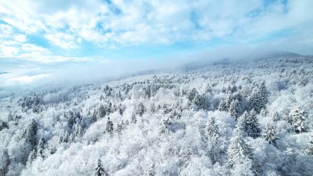 Téléchargez les photos : Magical view of woodland area covered with freshly fallen snow blanket. Vast hilly landscape and forest treetops stretching across hillsides after fresh snowfall. Gorgeous winter fairy tale. - en image libre de droit
