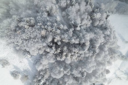 Téléchargez les photos : Beautiful view of lush forest treetops covered with fresh snow. Winter wonderland in the woodland. Wonderful drone flight above lush tree canopies covered with white blanket of snow. - en image libre de droit