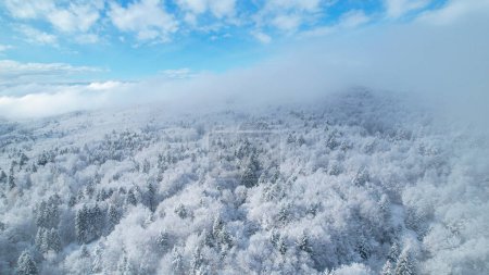 Photo for Winter haze moving across hilly landscape with forest after fresh snow. Beautiful view above magical winter fairy tale with lush treetops hiding under white blanket of snow on a cloudy day. - Royalty Free Image