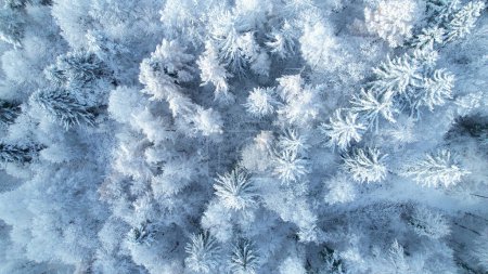 Téléchargez les photos : Enchanting view of forest treetops after freshly fallen snow. Winter wonderland in the alpine woodland. Mesmerizing sight above lush tree canopies covered with white blanket of snow. - en image libre de droit
