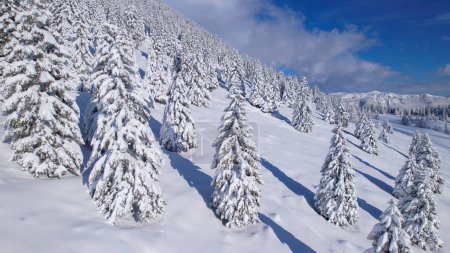 Téléchargez les photos : Winter wonderland in beautiful freshly snowed mountain spruce forest. Picturesque alpine landscape covered with fresh powder snow on a sunny winter day. Snowy fairy tale in the high altitude. - en image libre de droit