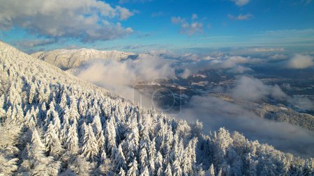 Téléchargez les photos : Alpine spruce forest, mountains and valley after freshly fallen snow. Breath-taking alpine winter forest with snow-capped peaks in background and clouds rolling over snow-covered valley. - en image libre de droit