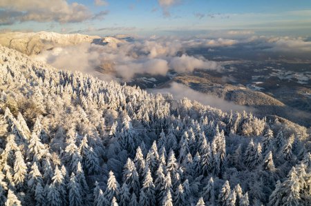 Téléchargez les photos : Majestic view of alpine forest, mountains and valley after fresh snowfall. Breath-taking alpine winter forest with snow-capped peaks in background and clouds rolling over snow-covered valley. - en image libre de droit