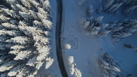 Téléchargez les photos : Winding asphalt road in the embrace of snow-covered forest. View of curved roadway leading through beautiful winter woodland with spruce treetops covered with freshly fallen snow. - en image libre de droit