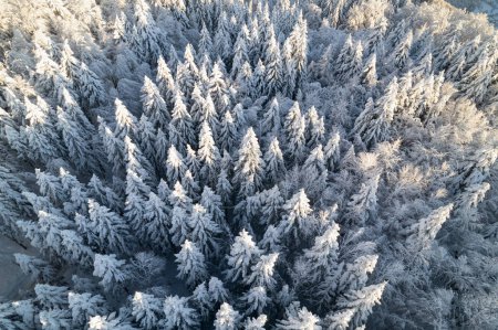 Téléchargez les photos : Gorgeous spruce forest with fresh snow cover on sunny winter day. Amazing snow-covered spruce treetops illuminated with winter sunrays. White fairy tale in alpine mountain landscape. - en image libre de droit