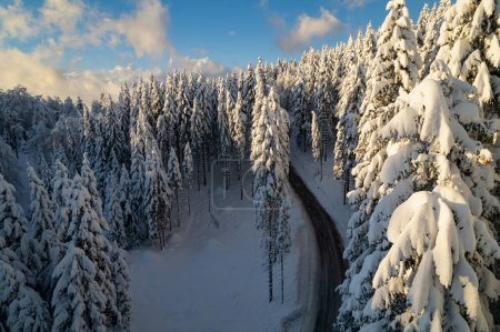 Photo for Stunning winter fairy tale with mountain road leading along snowy forest. Flight above winding road and beautiful wintery mountain area with spruce treetops covered with freshly fallen snow. - Royalty Free Image