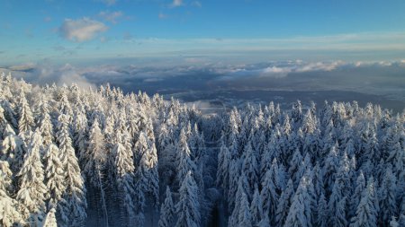 Photo for View over snow-covered spruce trees towards white valley after snowfall. Glorious sunny winter day after fresh snowfall. Beautiful winter forest with a view rolling clouds above snowy valley. - Royalty Free Image