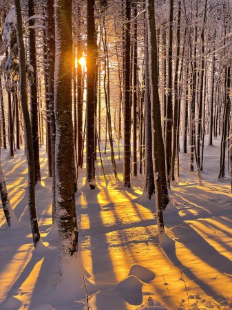 Photo for Magical winter golden light in alpine forest covered with fresh blanket of snow. Winter fairy tale in snowy woodland. Backlit tree trunks casting stunning pattern of shadows across fresh snow cover. - Royalty Free Image