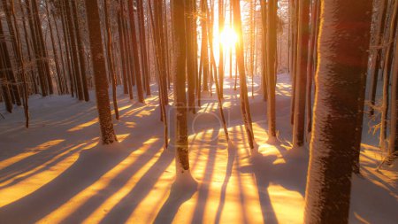 Téléchargez les photos : Golden winter sunlight peeking through forest trees covered with fresh snowfall. Winter fairy tale in snowy alpine woodland. Backlit tree trunks casting beautiful shadows across the fresh snow cover. - en image libre de droit