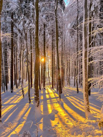 Téléchargez les photos : Forest trees covered with freshly fallen snow and winter sunrays shining through. Winter fairy tale in snowy alpine woodland. Backlit tree trunks casting beautiful shadows across the fresh snow cover. - en image libre de droit