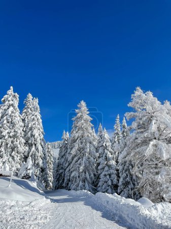 Téléchargez les photos : Plowed mountain road that passes snow-covered mountain spruces after snowfall. Winter wonderland in gorgeous alpine landscape. Beautiful and cold sunny day in the mountains after freshly fallen snow. - en image libre de droit