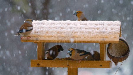 Foto de Colourful hawfinches visiting garden birdhouse on a snowy winter day. Beautiful songbirds eating from bird feeder in the backyard during heavy snowfall. Caring for birds in winter season. - Imagen libre de derechos