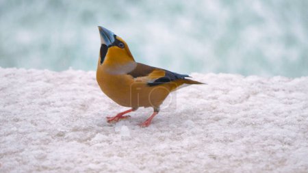 Téléchargez les photos : Beautiful hawfinch visiting backyard garden during winter snowfall. Stunning close-up view of a wild colorful songbird on a snow-covered surface searching for some food in cold season. - en image libre de droit