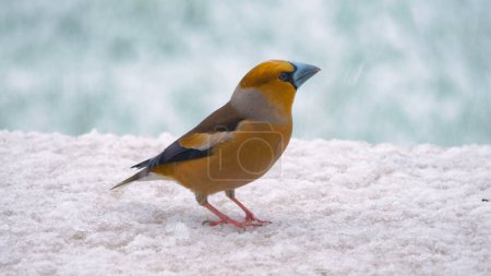 Foto de Gorgeous hawfinch in the backyard garden during heavy winter snowfall. Beautiful close-up view of a wild colourful songbird on a snow-covered surface searching for some food in cold season. - Imagen libre de derechos