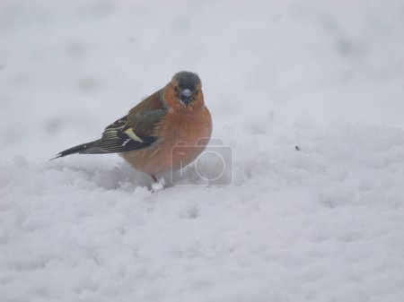Téléchargez les photos : Adorable common chaffinch visiting snowy backyard in the countryside. Beautiful close-up view of a wild colorful songbird on a snow-covered surface searching for some food in cold season. - en image libre de droit