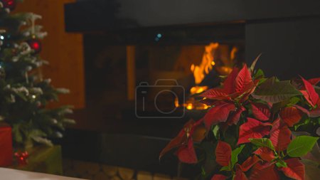 Foto de Traditional Christmas flower on table in festively decorated room. Beautiful poinsettia with colourful red and green leaves blooming in December. Mandatory decoration for Christmas holidays. - Imagen libre de derechos