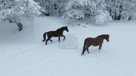 Foto de Two beautiful brown horses walking on a freshly snow-covered meadow. Winter wonderland at the hilly countryside. Dark brown stallion and chestnut mare during winter walk on a snowy pasture. - Imagen libre de derechos