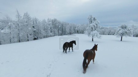 Photo for AERIAL: Dark brown stallion and chestnut mare running on meadow with fresh snow. Two beautiful horses enjoying on the pasture after freshly fallen snow. Winter wonderland at the hilly countryside. - Royalty Free Image