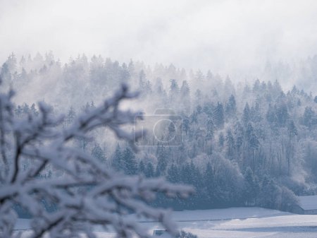 Téléchargez les photos : Snowy forest treetops revealing under misty remains of winter snowstorm clouds. Breath-taking view of beautiful forested hilly landscape after fresh snowfall with snow-covered trees hiding in mist. - en image libre de droit
