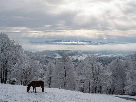 Foto de Snowy hilltop meadow and horse grazing above a beautiful snow-covered valley. Magnificent view of sun rays shining through receding winter storm clouds above hilly countryside after fresh snowfall. - Imagen libre de derechos