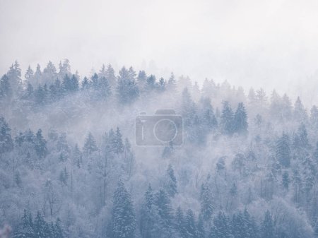 Foto de Snow-covered treetops revealing under misty remains of winter snowstorm clouds. Breath-taking view of beautiful forested hilly landscape after fresh snowfall with snow-covered trees hiding in mist. - Imagen libre de derechos