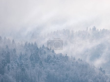 Téléchargez les photos : Misty remains of winter snowstorm clouds rolling over snow-covered treetops. Breath-taking view of beautiful forested hilly landscape after fresh snowfall with snow-covered trees hiding in mist. - en image libre de droit