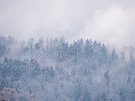Téléchargez les photos : Snowy forest treetops peeking through misty remains of winter snowstorm clouds. Beautiful winter view of lush forested hilly landscape after fresh snowfall with snow-covered trees hiding in mist. - en image libre de droit