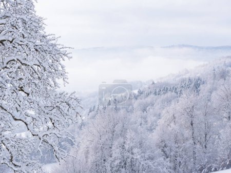 Téléchargez les photos : Beautiful view of snow-covered hilly countryside after freshly fallen snow. Remains of snowstorm clouds rolling over forested landscape. Snowy forest trees on misty hillsides on a cloudy winter day. - en image libre de droit