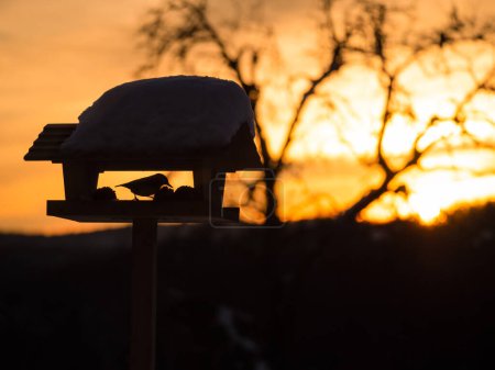 Photo for Silhouette of a bird visiting snowy birdhouse in stunning golden winter sunlight. Feathered visitor looking for food in snowy winter. Birdwatching in the backyard in magnificent evening sunset light. - Royalty Free Image