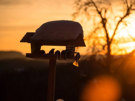 Téléchargez les photos : Feathered visitors visiting snowy birdhouse in golden light of winter sunset. Silhouette of birds visiting snow feeder in stunning light at the end of day. Birdwatching in garden in evening light. - en image libre de droit