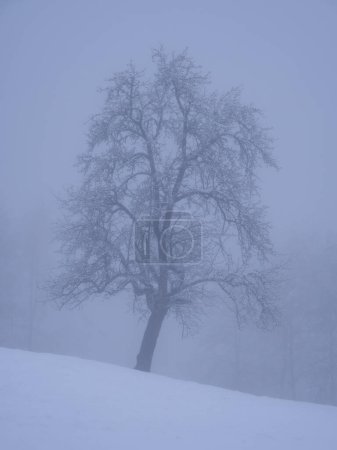 Photo for Snow-covered fruit tree on white meadow in mysterious foggy winter landscape. Misty and dreamy atmosphere in cold season. Snowy treetop in the embrace of freezing winter fog in the countryside. - Royalty Free Image