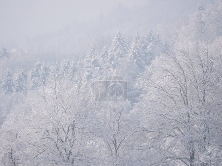 Téléchargez les photos : Snow-capped treetops revealing under rolling mist after winter snowstorm. Magnificent view of picturesque forested landscape after fresh snowfall with snow-covered forest trees on the hillside. - en image libre de droit
