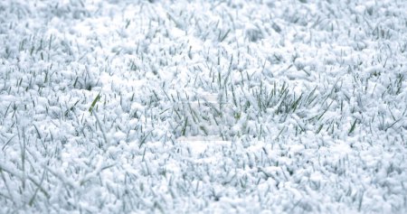 Téléchargez les photos : CLOSE UP: Big snowflakes slowly covering freshly greened grass in late spring. Unexpected cold weather conditions with sudden drop of temperatures and wet snow falling in the middle of springtime. - en image libre de droit