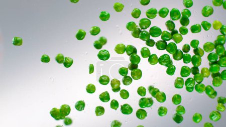 Photo for BOTTOM UP, MACRO, DOF: Wet organic green peas roll around the glassy kitchen table. Water drops splash over the glassy surface as peas fall on transparent counter. Scattered delicious homegrown peas. - Royalty Free Image
