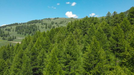 Téléchargez les photos : AÉRIAL : Belle vue aérienne des Alpes françaises, forêt sans fin et ciel bleu d'été. Vue spectaculaire de l'arbre de conifères vert vif s'étendant au loin et vers les montagnes
. - en image libre de droit