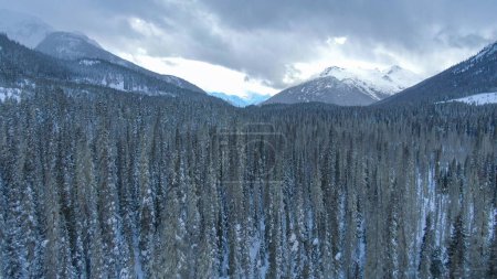 Téléchargez les photos : AÉRIEN : Survoler une énorme forêt de conifères enneigée par une journée nuageuse d'hiver. Spectaculaire coup de drone de bois d'épinette recouverts de neige couvrant la nature sauvage hivernale en Alberta, Canada. Pays des merveilles - en image libre de droit