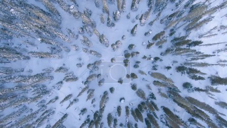 Téléchargez les photos : AÉRIAL, TOP DOWN : Vue panoramique par drone de la cime des pins et des épinettes enneigés à Whistler. Voler au-dessus de magnifiques forêts de conifères juste avant Noël. Merveilles hivernales enneigées pittoresques au Canada - en image libre de droit