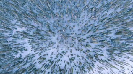 Foto de TOP DOWN, DRONE: Volando sobre los hermosos bosques de coníferas justo antes de Navidad. Pintoresco país de las maravillas nevadas de invierno en Canadá. Vista aérea escénica de las copas de los árboles de pino y abeto nevado en Alberta. - Imagen libre de derechos