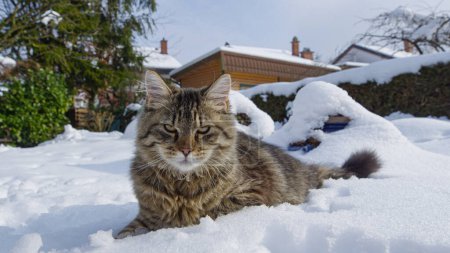 Photo for CLOSE UP, PORTRAIT, DOF: Brown tabby cat lies in the fresh snow and looks around the backyard. Adorable adult house cat relaxes and observes its surroundings after playing in the wintry garden. - Royalty Free Image