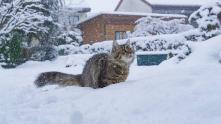 Photo for CLOSE UP, DOF: Playful brown tabby kitten looks up at a snowball flying at it across the gorgeous wintry backyard. Frisky house cat plays in the garden of a house in the suburbs during a snowstorm - Royalty Free Image