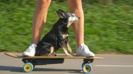 Photo for LOW ANGLE, CLOSE UP: Cute miniature pinscher puppy enjoys a scenic skateboard ride on hot summer day. Adorable senior dog and unrecognizable woman cruise through the sunny park on electric longboard. - Royalty Free Image