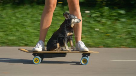 Photo for CLOSE UP, LOW ANGLE: Adorable senior dog sits on the electric skateboard and cruises through the sunlit park with its owner. Funny shot of a puppy riding an e-longboard with unrecognizable young woman - Royalty Free Image