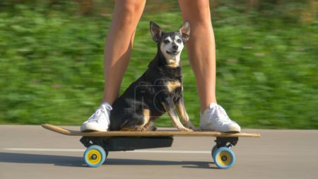 Photo for CLOSE UP, LOW ANGLE, PORTRAIT: Adorable senior dog sits on the electric skateboard and cruises through the sunlit park with its owner. Funny shot of a puppy riding an e-longboard with young woman. - Royalty Free Image