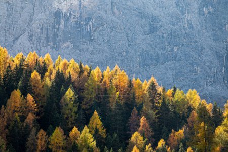 Photo for CLOSE UP: Rocky mountain creates a backdrop for a forest changing colors in fall - Royalty Free Image