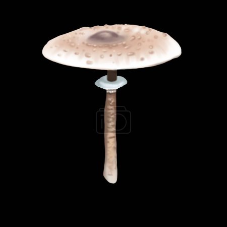 Téléchargez les photos : Aquarelle réaliste parasol champignon. Macrolepiota procera Illustration de haute qualité - en image libre de droit