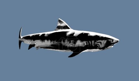 Téléchargez les photos : Gravure sur requin. Illustration réaliste d'un requin. Graphiques noir et blanc. Illustration de haute qualité - en image libre de droit