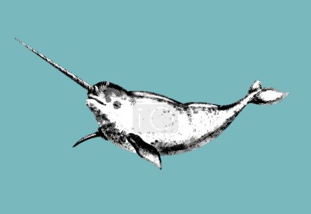 Narwhal engraving. A realistic illustration of a narwhal. Graphic Marine Inhabitant. High quality illustration